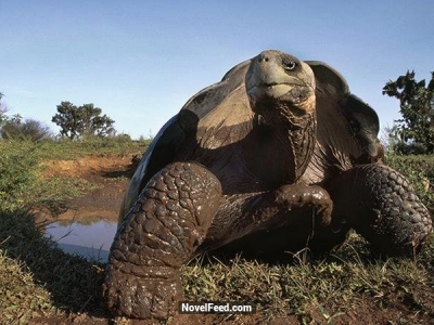 盤點地球上最長壽的五大動物 ：有一種動物的壽命不受大自然限制！