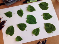來自藝術家的挑戰書！你能在5秒內找出哪一片葉子是假的嗎？