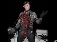 原來世上真正「長生不老」的生物就是龍蝦，只不過目前最長壽的龍蝦下場實在......太悲慘了!