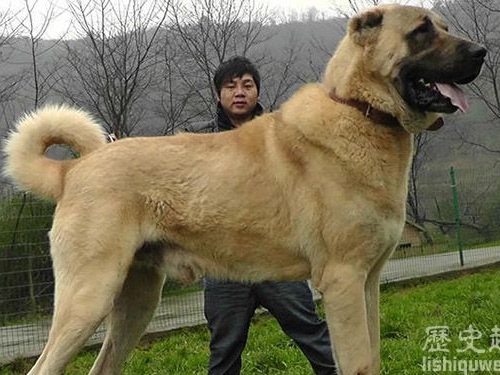 世界上最大的狗：土耳其國寶坎高犬