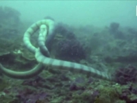 超級珍貴的畫面！「海蛇」和「海鰻」一起跳的死亡之舞(視頻)