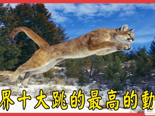 世界十大跳的最高的動物，跳蚤第一相當於人跳400米