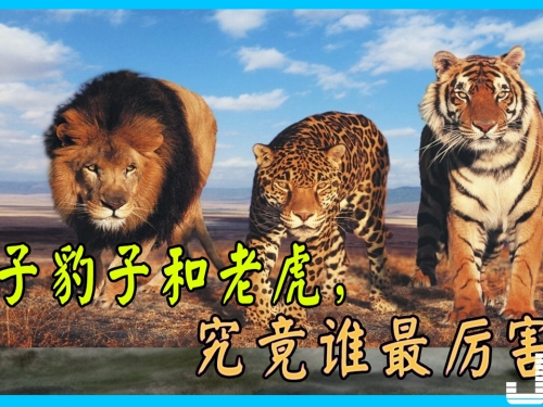 獅子豹子和老虎，究竟誰最厲害？