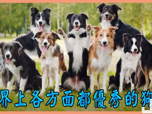世界上各方面都優秀的狗狗