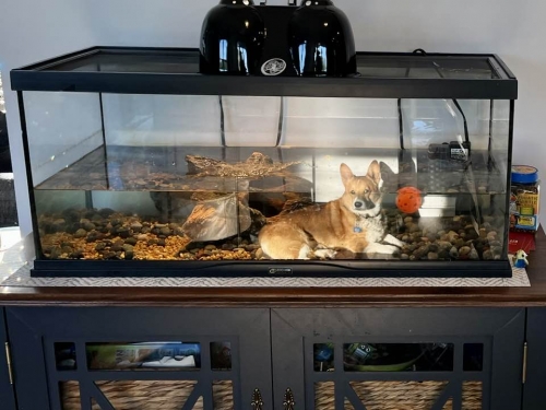 魚缸驚見柯基淡定趴水底 飼主曝絕無P圖 萬人搶看
