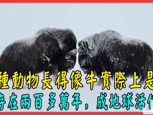 『動物世界』這種動物長得像牛實際上是羊，已存在兩百多萬年，成地球活化石