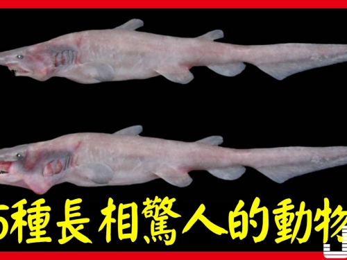 5種長相驚人的動物，第3種在中國發現，能賣上百萬
