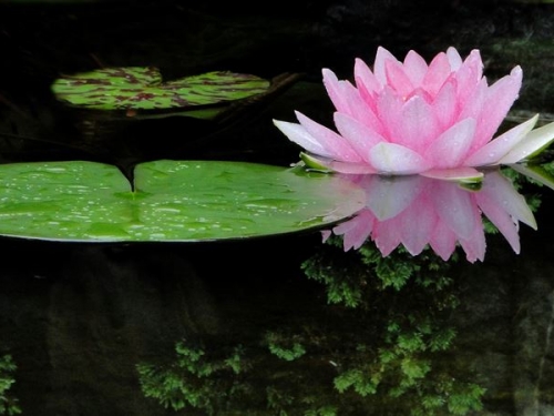 古代說的「鐵蓮花」是啥？過程太可怕、專門針對一種人