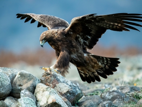 拍到金鵰俯衝抓羊 攝影師曝震撼畫面：果然是猛禽之王