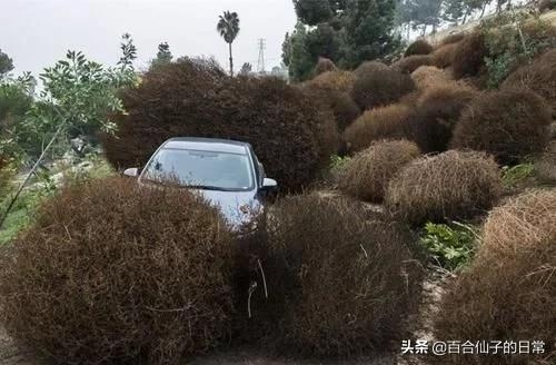 地球上最囂張的入侵物種？人類竟然無法消滅它們！