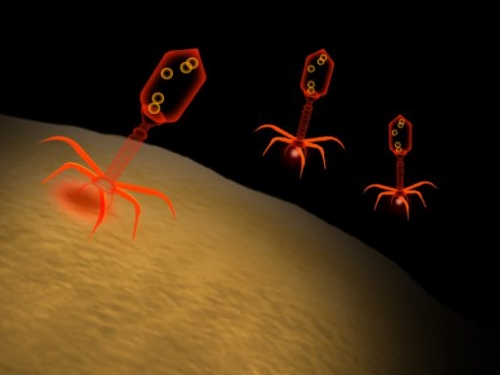 科學家發現，人類細胞竟可能由病毒獲取能量