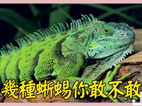 很多人都養過蜥蜴，不知道這幾種蜥蜴你敢不敢養