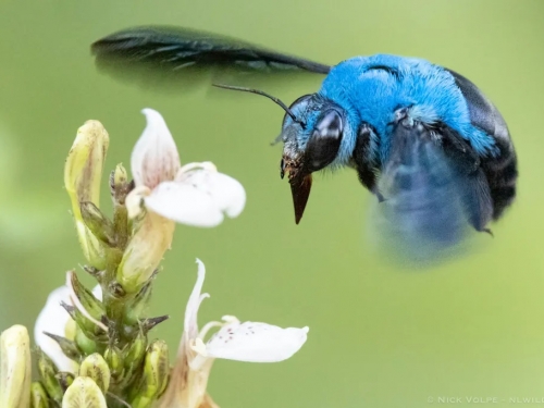 神奇的藍色生物：為何大自然中「藍色」如此罕見？