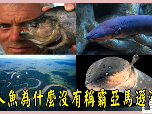 食人魚為什麼沒有稱霸亞馬遜河？那是因為這裡有它們最害怕的天敵！