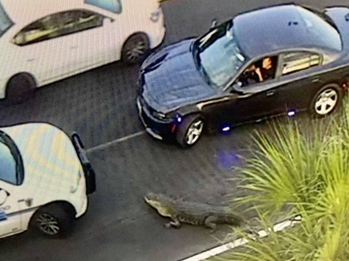 傻眼！美佛州高速公路交通堵塞 原來是3公尺鱷魚在上面趴趴走