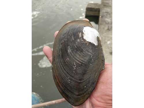 淡水河蚌