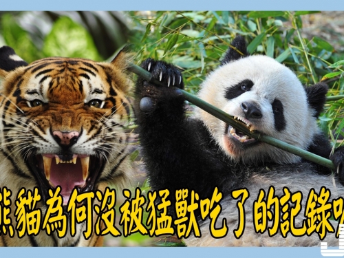 大熊貓也是動物，為何沒被老虎等猛獸吃了的記錄呢？