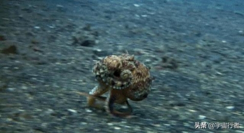章魚那麼聰明，有沒有可能是外星生物？它的DNA露出了馬腳