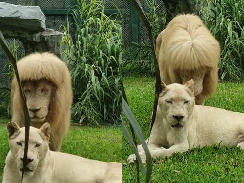 雄獅一頭整齊瀏海造型爆紅 動物園：牠自己打理的