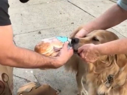 黃金獵犬「搶劫」麵包影片曝光！ 網友瘋傳︰分給牠一塊吧