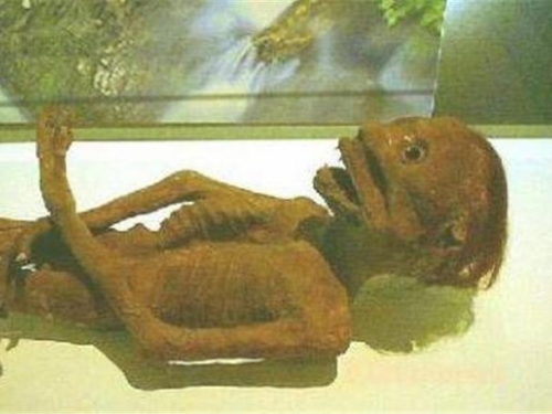地球上4種撲朔迷離的生物，打破人類認知，有人稱親眼目睹！