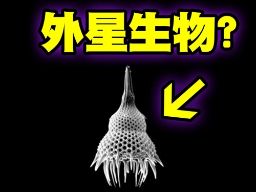 世界上腳超多的外星動物｜小心！這集可能會讓你嚇到崩潰