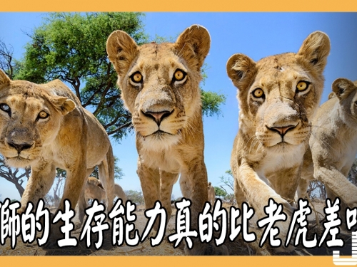 雄獅的生存能力很低，真的與老虎想比差太遠了嗎？