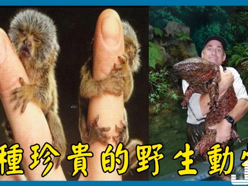 6種珍貴的野生動物， 此中3種為中國特有物種