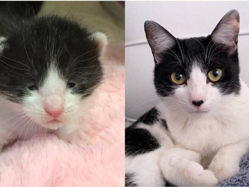 貓大十八變！ 網驚：眼睛放大20倍