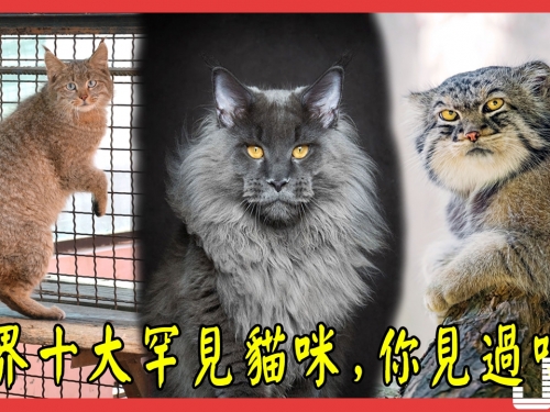 世界十大罕見貓咪，見都見不到更別說飼養，最後一種身價百萬