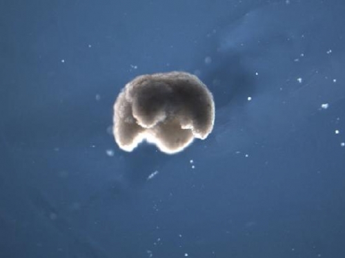科學家造出首個活體細胞機器人