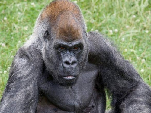 曾感染武漢肺炎 全球最高齡雄性大猩猩61歲去世