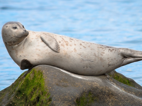 退潮後海豹獨留岩石睡大覺 超猛平衡感 600萬網友全看傻
