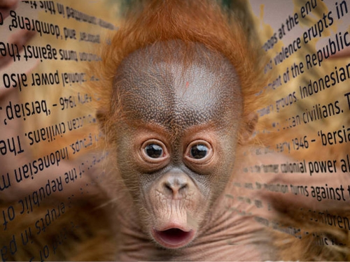 紅毛猩猩好聰明！族群語言不同 還會創新改良「方言」