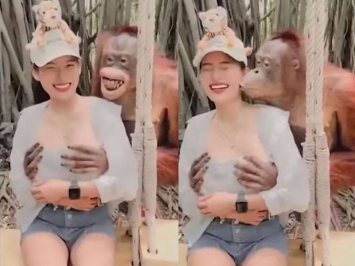 不可以色色！紅毛猩猩狂揉正妹胸部 色瞇瞇爽笑還強吻