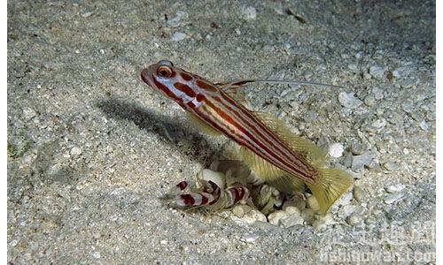 世界上最小的幾種魚:萌翻你!