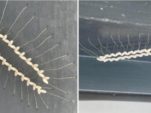 門框冒出「長腳米飯」 圍成U字形 專家嗨喊是益蟲