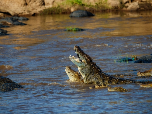 癡情女勇敢追愛 穿越猛虎森林、泳渡鱷魚河 上岸秒結婚