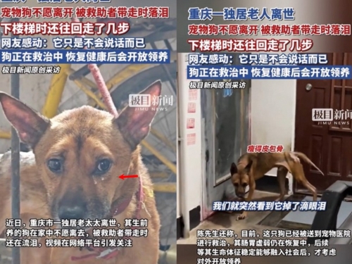 獨居老婦身亡忠犬伴屍多日　被救頻回頭淚灑故居