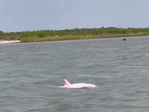 哇！美漁夫釣魚撞見「粉紅色海豚」 影像曝光引熱議