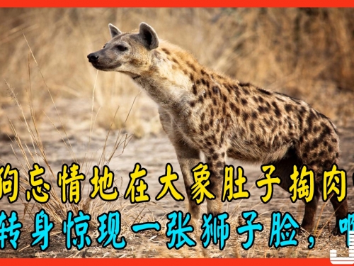 鬣狗捕獵時遇見獅子！它的一轉身被嚇到了