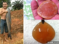 漁民捕獲48斤大青魚 魚肚內發現寶貝