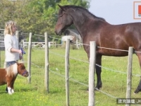 這隻迷你馬比狗狗還小隻！　站立55公分連桌子都可以躲
