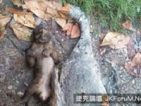 泰國猴子掙脫鐵鏈沖進火海救鵝友 不幸雙雙葬身火海