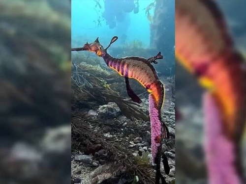 海中最強老爸！澳洲海龍「一次孕育250寶寶」罕見畫面曝光