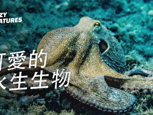 可愛的水生生物！| 奇怪動物紀錄片