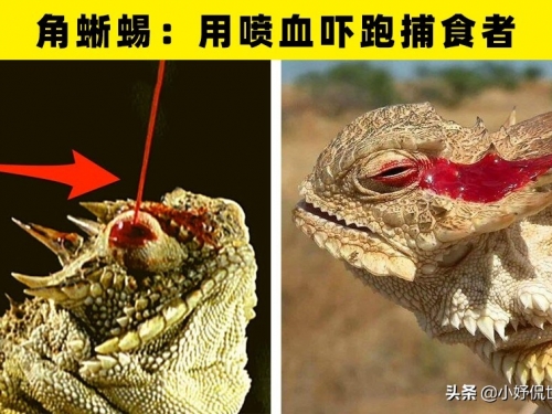 動物的逃生技巧：地球上的9種以奇怪方式躲避捕食者的生物