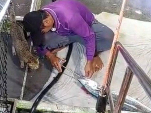 貪吃流浪貓忘「回頭是岸」 下海變成指揮官