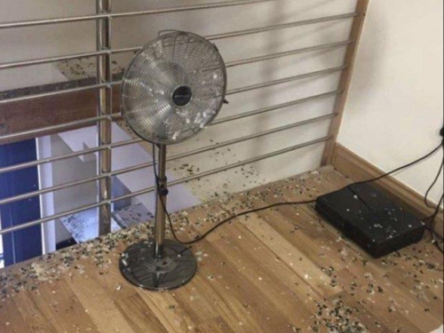 一地“鴿”毛：離開宿舍五個月忘關窗，房間被群鳥徹底佔領