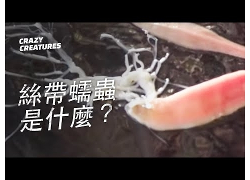 絲帶蠕蟲究竟是什麼？|奇怪動物紀錄片